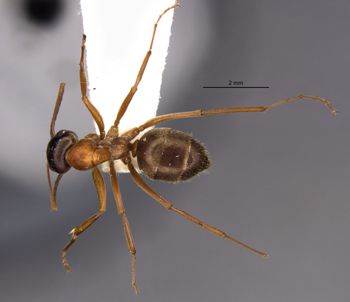 Media type: image;   Entomology 34597 Aspect: habitus dorsal view